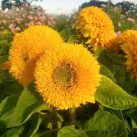 Yellow Teddy Sunflower Flower seeds for Planting - Bright Blooms, Heirloom & GMO Free Seeds for Home Garden