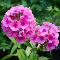 Purple Flower Pot Flower seeds for Planting - Premium Quality, Heirloom & GMO Free Seeds for Home Garden
