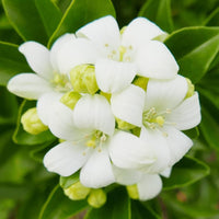 Orange Jasmine Murraya paniculata Seeds for Planting in Flower Bed and Balcony Garden