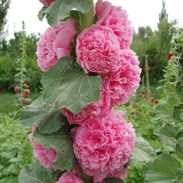 Pink Althaea Rosea Flower Seeds for Planting Low Maintenance Heirloom & GMO Free Seeds for Home Garden
 
 Sale
