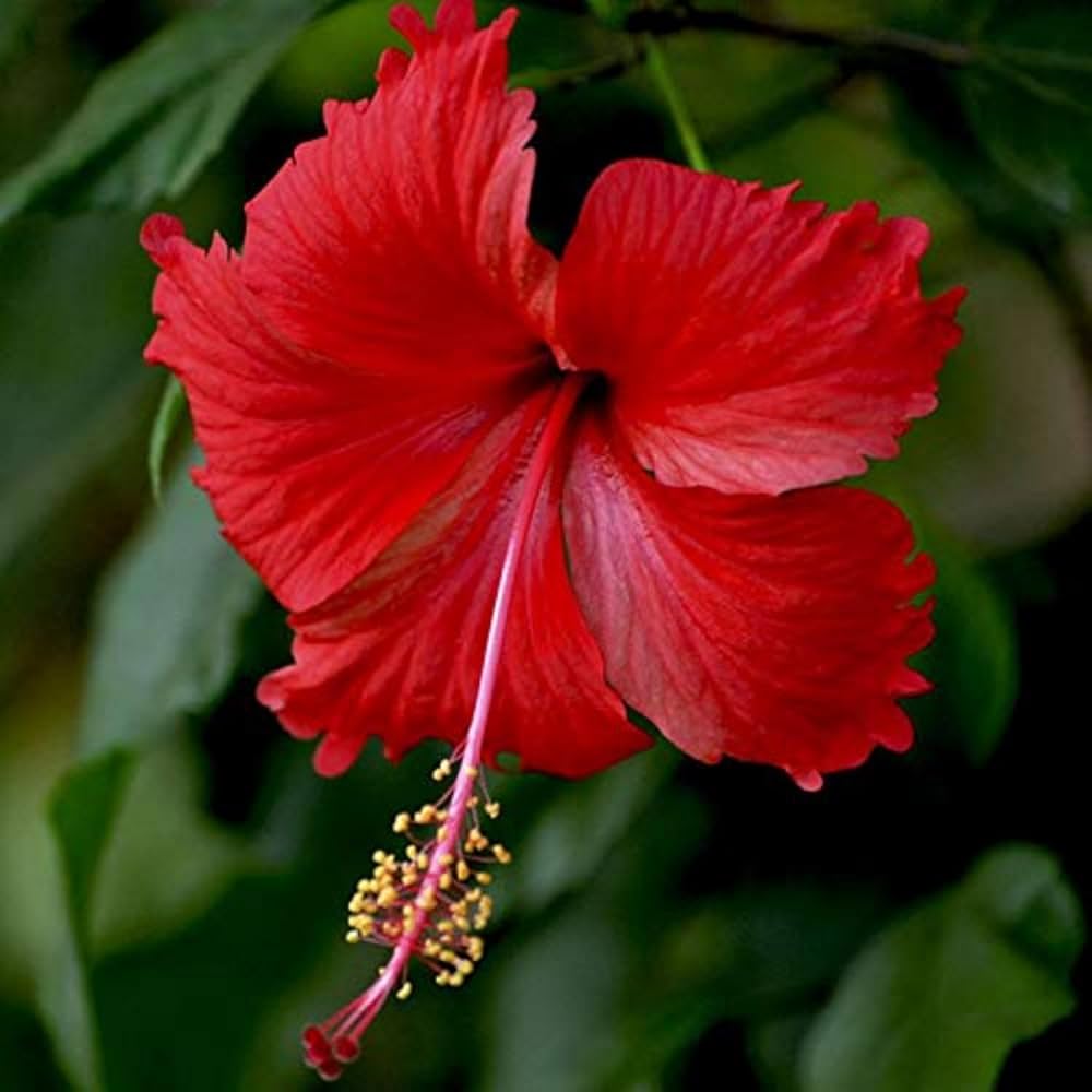 China Rose Rettichsamen Seeds for Spicy, Flavorful Radishes