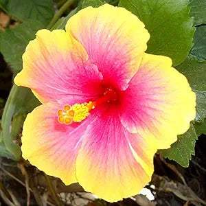 Yellow (Yellow Pink) seeds for planting in home garden