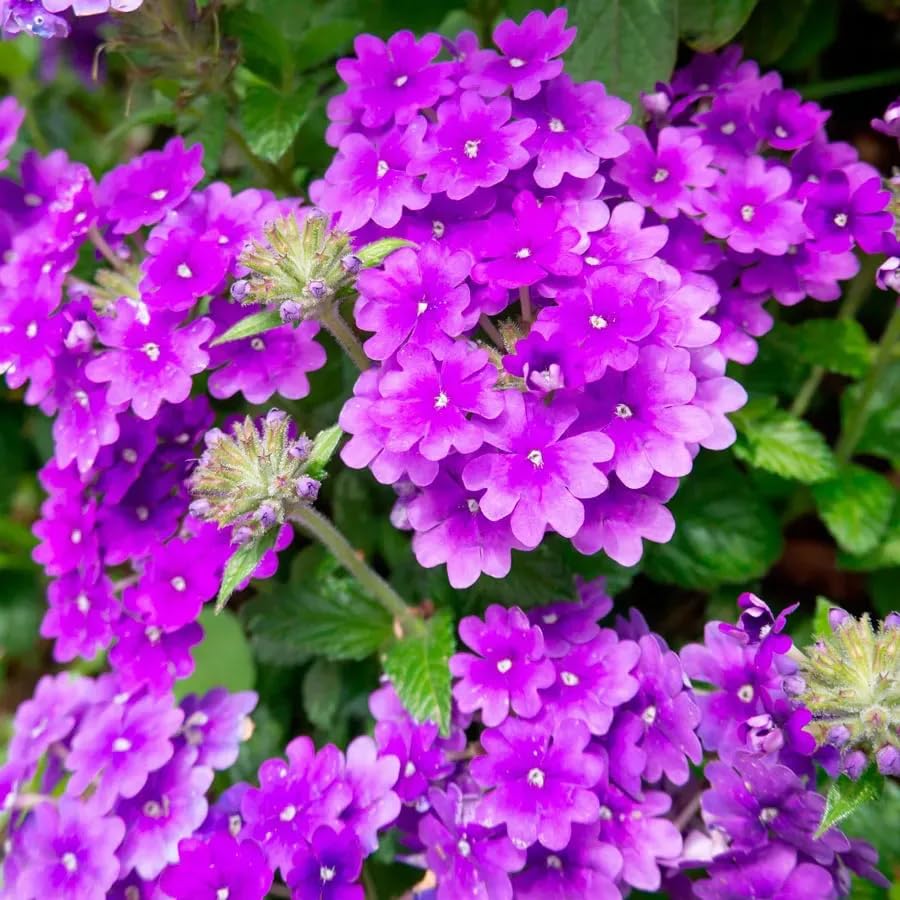 Violet Moss Verbena Flower seeds for Planting Shade Tolerant Heirloom & GMO Free Seeds for Home Garden
 
 Sale