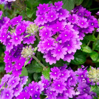 Violet Moss Verbena Flower seeds for Planting Shade Tolerant Heirloom & GMO Free Seeds for Home Garden
 
 Sale