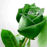 Rose Seeds, Red, Blue, White, Black Rose for Home Garden