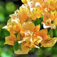 Light Yellow Bougainvillea Flower seeds for Planting Colorful Display Heirloom & GMO Free Seeds for Home Garden