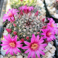 Samen Kakteen Flower seeds for Planting Sun Loving Heirloom & GMO Free Seeds for Home Garden