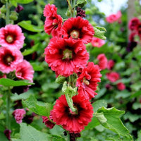 Red Hollyhock Alcea Flower seeds for Planting - Drought Tolerant, Heirloom & GMO Free Seeds for Home Garden