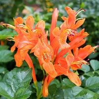Orange Cape Honeysuckle Flower seeds for Planting Wildflower Mix Heirloom & GMO Free Seeds for Home Garden 
 
 Sale