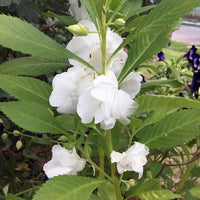 Balsamine Flower seeds for Planting - Drought Tolerant, Heirloom & GMO Free Seeds for Home Garden
