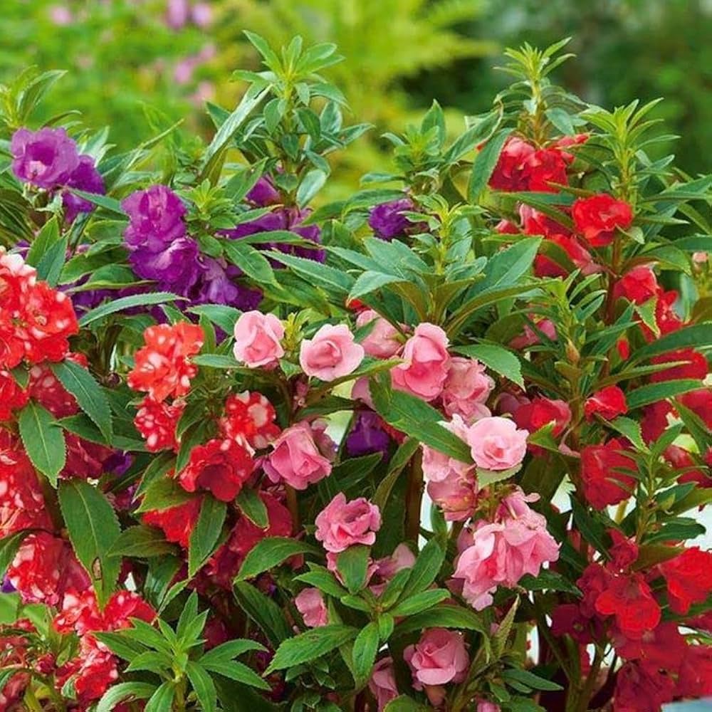 Impatiens Balsamina Flower seeds for Planting Premium Quality Heirloom & GMO Free Seeds for Home Garden
