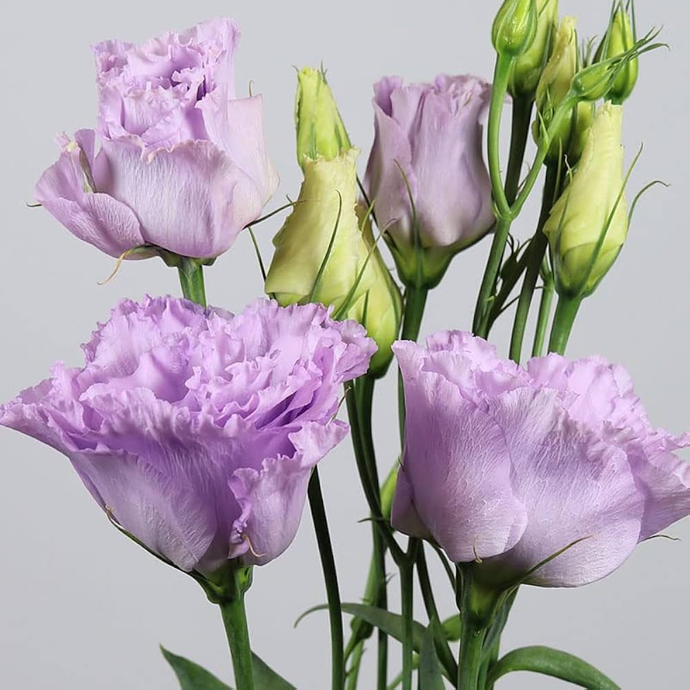 Lavender Eustoma (Lisianthus) Flower seeds for Planting - Compact Growth, Heirloom & GMO Free Seeds for Home Garden