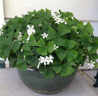 White Oxalis Laciniata Flower Seeds for Planting Shade Tolerant Heirloom & GMO Free Seeds for Home Garden
 
 Sale