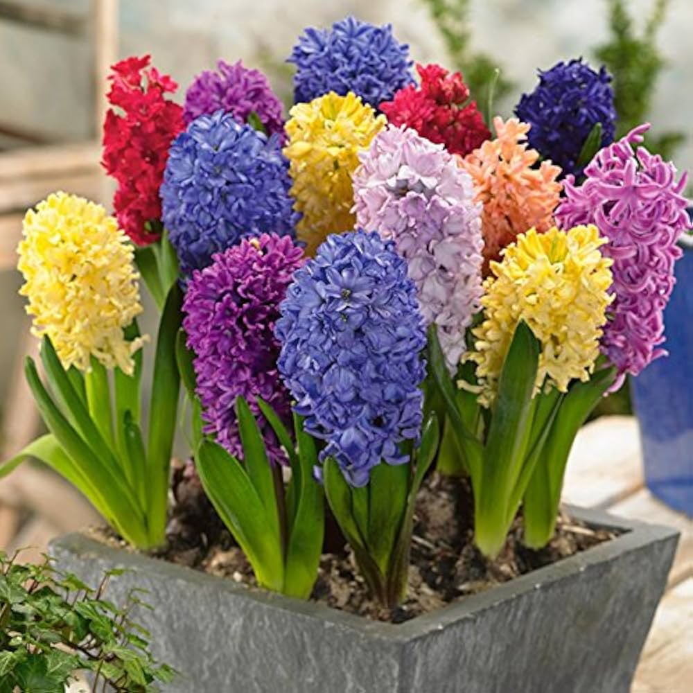 Hyacinth Flower seeds for Planting - Hardy Variety, Heirloom & GMO Free Seeds for Home Garden