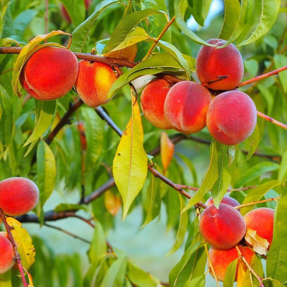 Red Aadoo Fruit Seeds for Planting | Grow Delicious Homegrown Fruits