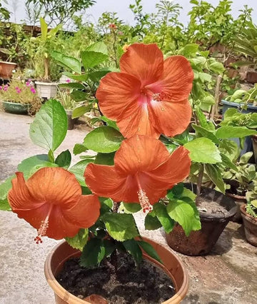 Hibiscus Orange Seeds for Planting - Stunning Tropical Blooms
