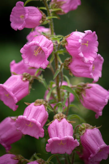 Light (Light Pink) seeds for planting in home garden