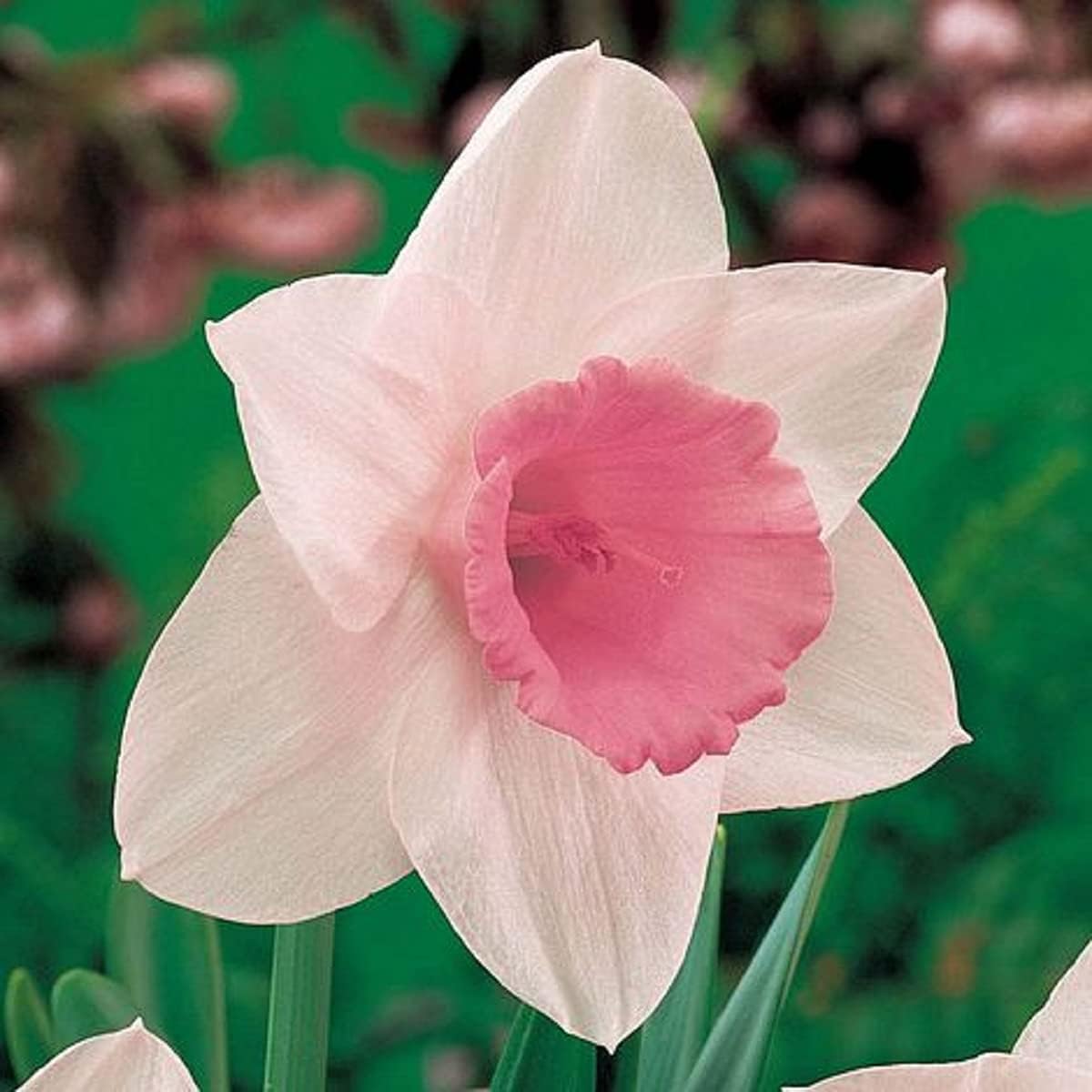 Baby Pink Daffodil Flower Seeds Flower seeds for Planting Pollinator Friendly Heirloom & GMO Free Seeds for Home Garden