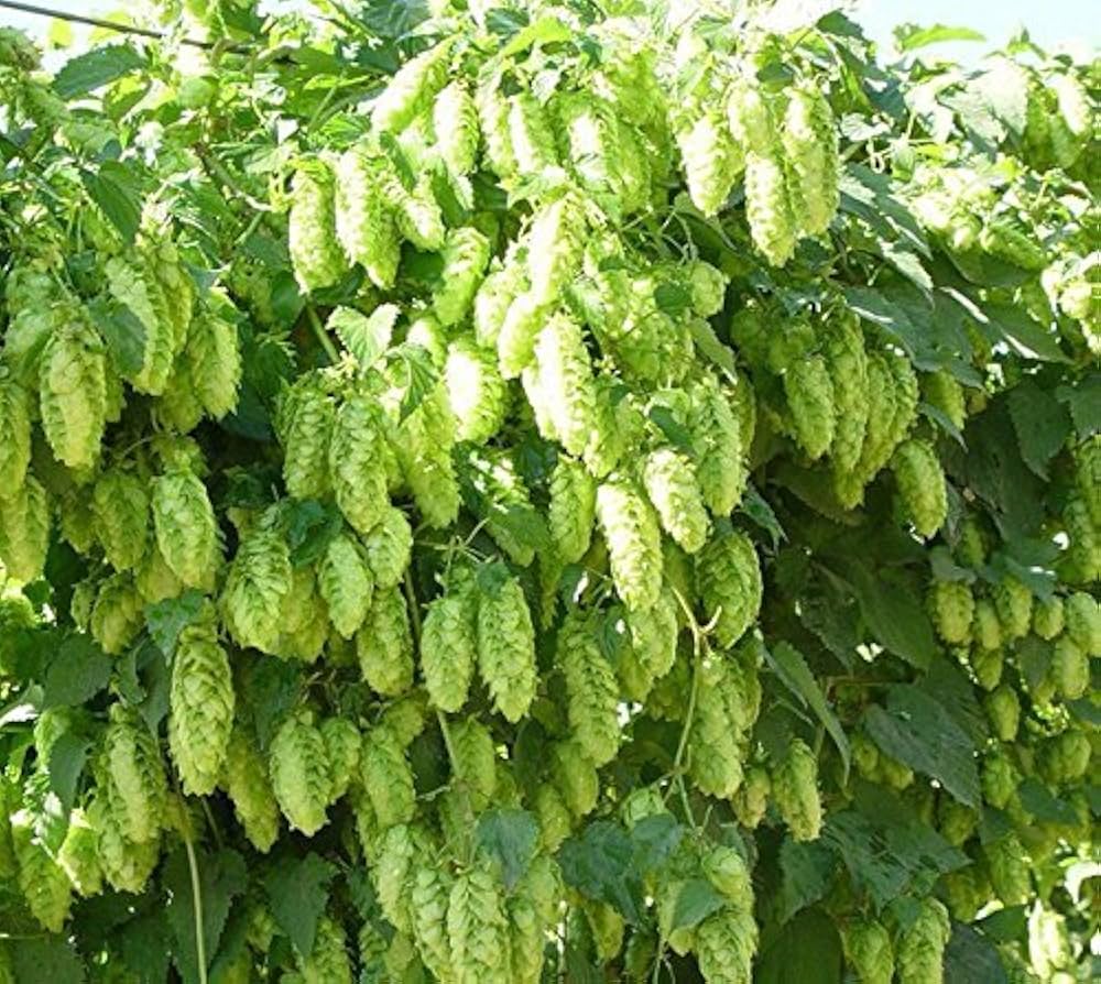 Green Hop Flower Seeds for Planting  and Gardening