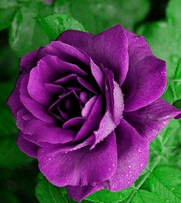 Purple Pink Rose Flower seeds for Planting - Fragrant Blossoms, Heirloom & GMO Free Seeds for Home Garden