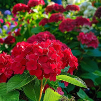 Red Hydrangea Flower seeds for Planting Vibrant Colors Heirloom & GMO Free Seeds for Home Garden 
 
 Sale
