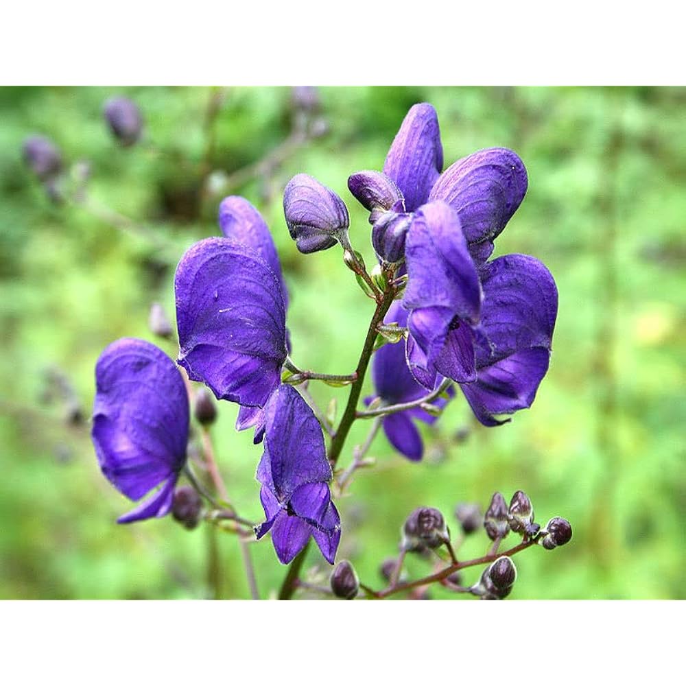 Monkshood Blue Flower Seeds for Planting - Stunning Perennial Blooms