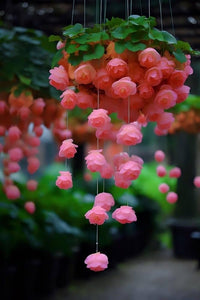Weeping Pink Flower Seeds for Planting - Enhance Your Garden
