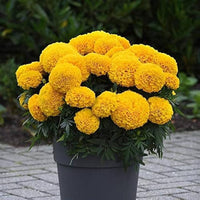 Marigold Tagetes erecta Seeds for Planting in Flower Bed and Home Garden