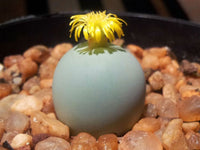 Conophytum Calculus Flower seeds for Planting - Bright Blooms, Heirloom & GMO Free Seeds for Home Garden