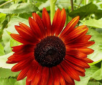 Sunflower Velvet Queen Helianthus annuus Seeds for Planting Pollinator Garden