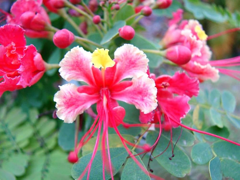 Pink Caesalpinia Pulcherrima Flower Planting Seeds | Vibrant Tropical Blooms for Your Garden