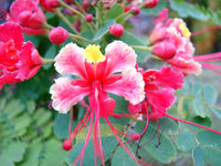 Pink Caesalpinia Pulcherrima Flower Planting Seeds | Vibrant Tropical Blooms for Your Garden