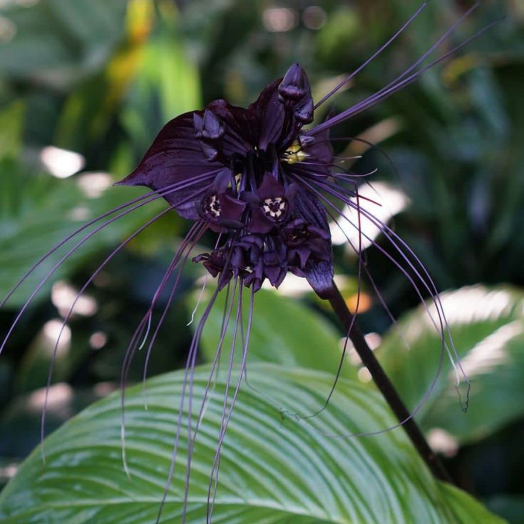 Black Tacca Chantrieri Flower seeds for Planting - Premium Quality, Heirloom & GMO Free Seeds for Home Garden
