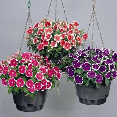 100 Pcs