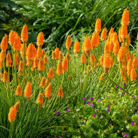 Red Yellow Poker Flower seeds for Planting Cottage Garden Essential Heirloom & GMO Free Seeds for Home Garden 
 
 Sale