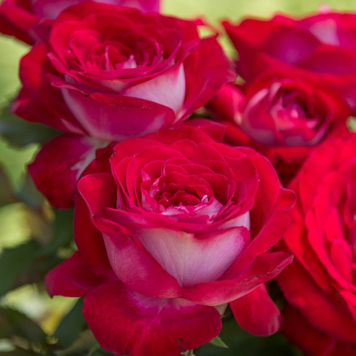Rose Flower with Red Edge Seeds for Planting - Vibrant Floral Seeds for Your Garden