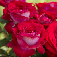 Rose Flower with Red Edge Seeds for Planting - Vibrant Floral Seeds for Your Garden