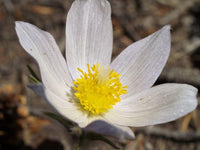 White Anemone Pulsatilla Flower seeds for Planting Vibrant Colors Heirloom & GMO Free Seeds for Home Garden