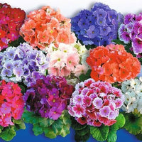 Obconica Flower Seeds , Perfect for Spring Planting