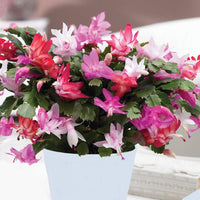 Multicolor Schlumbergera Flower Seeds for Planting Wildflower Mix Heirloom & GMO Free Seeds for Home Garden
 
 Sale