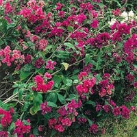 Pink Clarkia Flower seeds for Planting - Compact Growth, Heirloom & GMO Free Seeds for Home Garden
 
 Sale for planting in home garden.