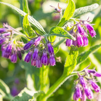Purple Symphytum Flower seeds for Planting - Colorful Display, Heirloom & GMO Free Seeds for Home Garden