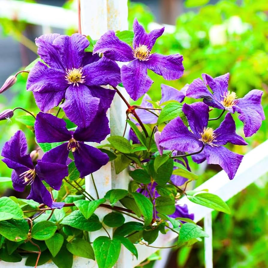 Perennial Vine Climbing Purple Flower Seeds for Vibrant Garden Planting