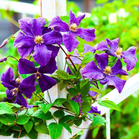Perennial Vine Climbing Purple Flower Seeds for Vibrant Garden Planting