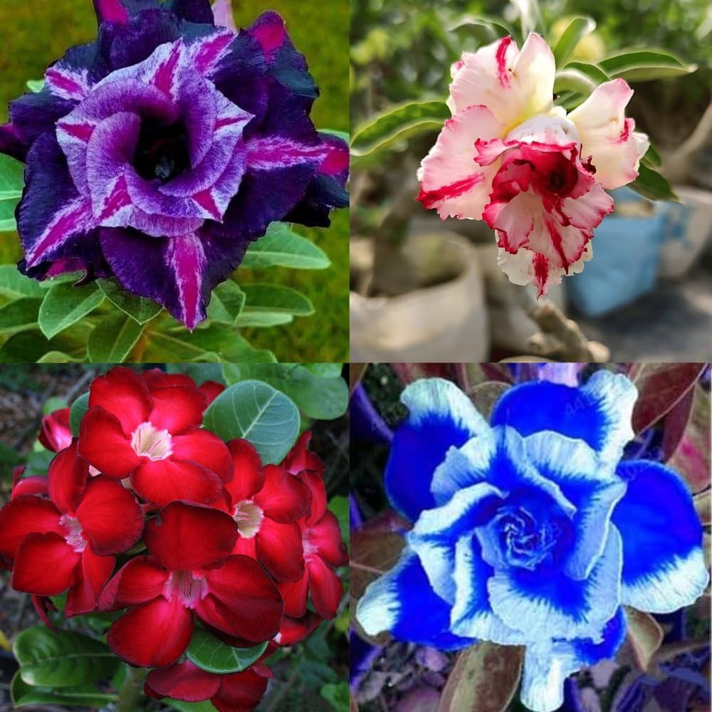 White Purple Adenium Flower seeds for Planting Seasonal Bloomer Heirloom & GMO Free Seeds for Home Garden 
 
 Sale