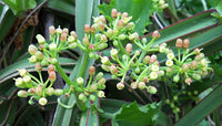 Cissus Flower seeds for Planting Perfect for Borders Heirloom & GMO Free Seeds for Home Garden