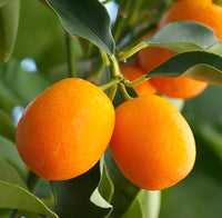 Orange Kumquat Tree Seeds for Planting  Grow Your Own Citrus