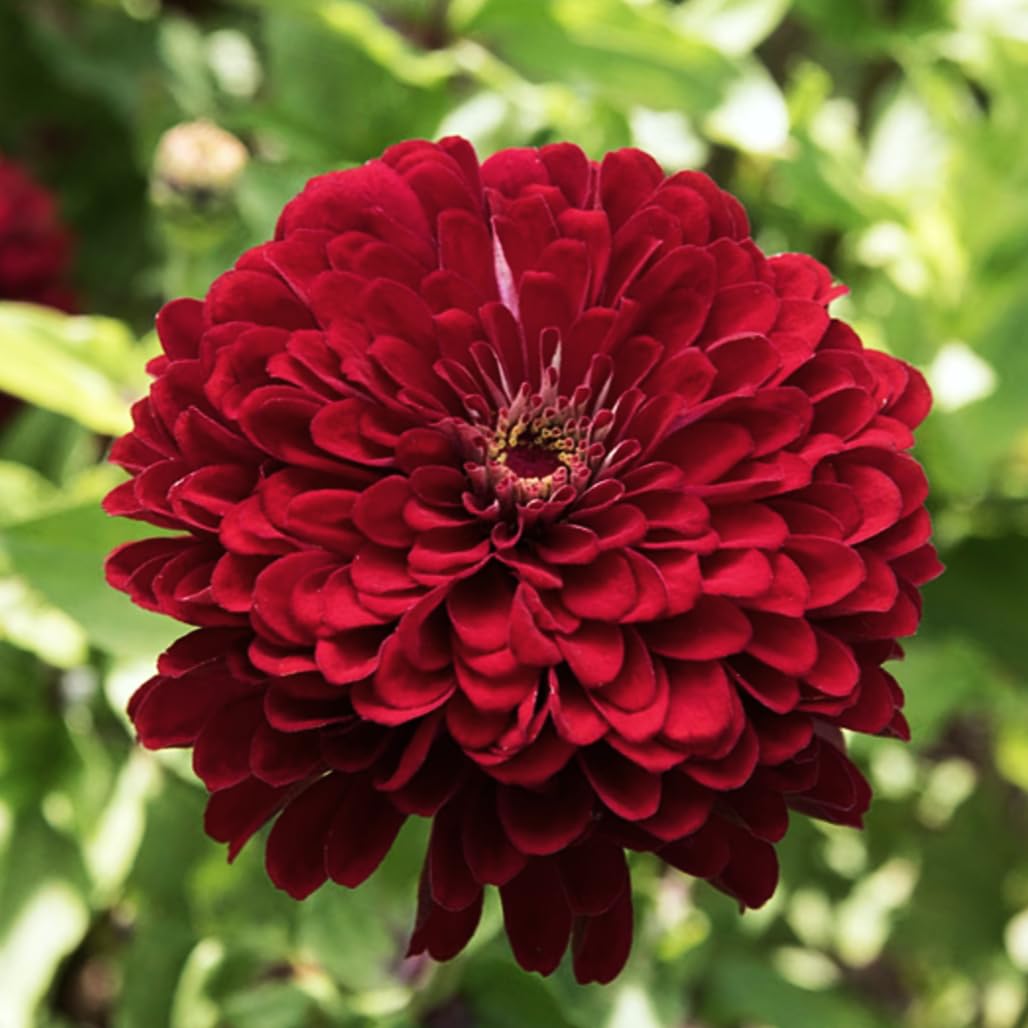Burgundy Zinnia Elegans Flower seeds for Planting - Drought Tolerant, Heirloom & GMO Free Seeds for Home Garden