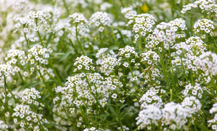 Lobularia Maritima Flower seeds for Planting - Pollinator Friendly, Heirloom & GMO Free Seeds for Home Garden