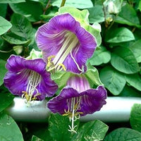 Heirloom Cobaea Bells Flower seeds for Planting Garden Favorite Heirloom & GMO Free Seeds for Home Garden